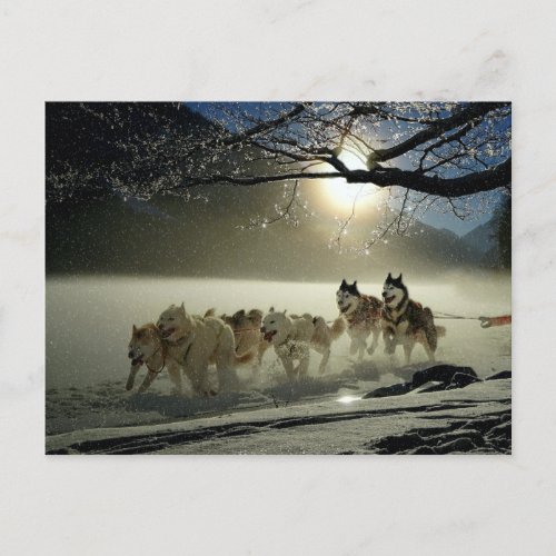 Alaskan Husky Dog Sled Race Postcard