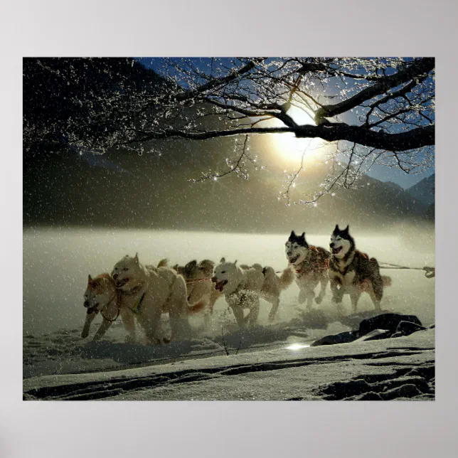 Alaskan Husky Dog Sled Race Poster | Zazzle