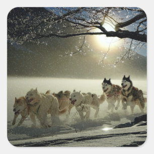 Alaskan Husky Dog Sled Race Square Sticker