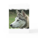 Alaskan Husky Greeting Card