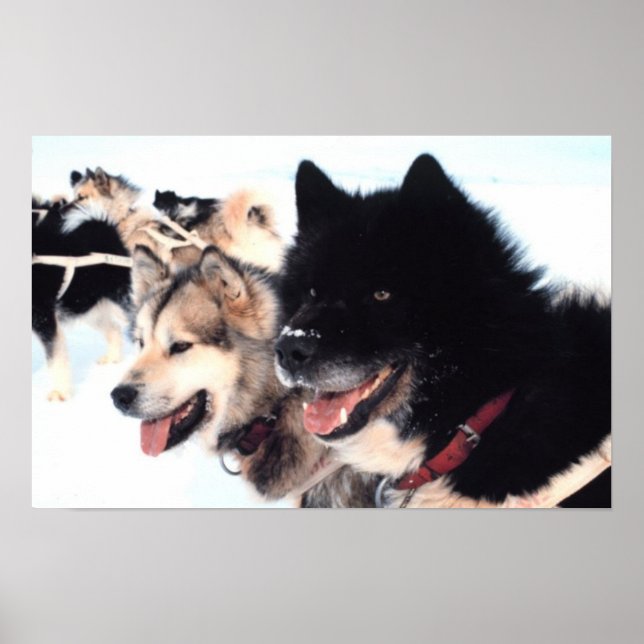Alaskan Husky  Love Poster (Front)