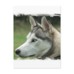 Alaskan Husky Postcard