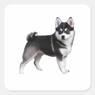 Alaskan Klee Kai Square Sticker