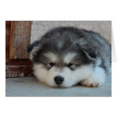 Alaskan Malamute (Front Horizontal)