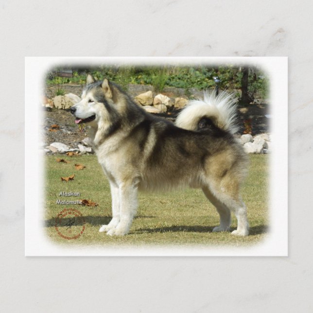 Alaskan Malamute 9R034D-463 Postcard (Front)