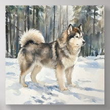 Alaskan Malamute