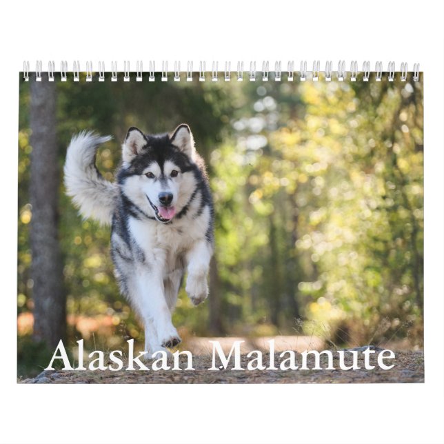 Alaskan Malamute Calendar (Cover)