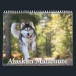Alaskan Malamute Calendar<br><div class="desc">A Calendar with 12 different pictures of Alaskan Malamute</div>