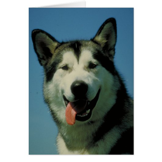Alaskan Malamute Cards (Front)