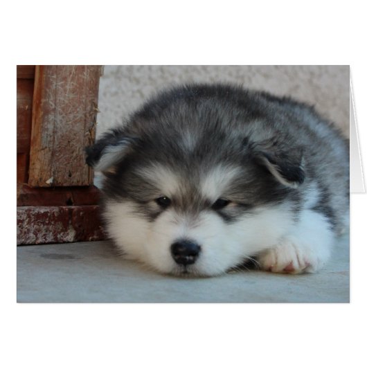 Alaskan Malamute Cards (Front Horizontal)