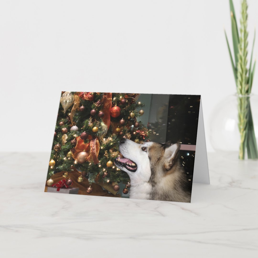 Alaskan Malamute Christmas Holiday Card | Zazzle