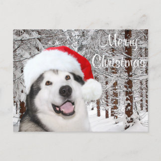 Alaskan Malamute Christmas Holiday Postcard