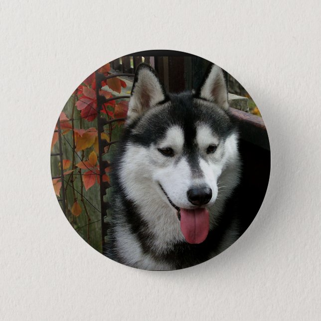 Alaskan Malamute Dog 3 Pinback Button (Front)