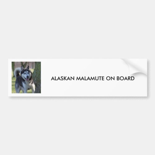 Alaskan Malamute dog BUMPER STICKER