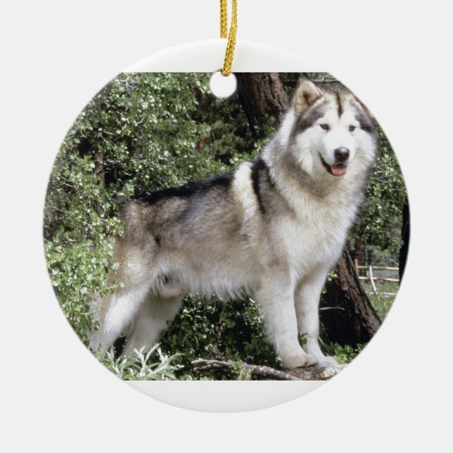 Alaskan Malamute Dog Ceramic Ornament (Front)