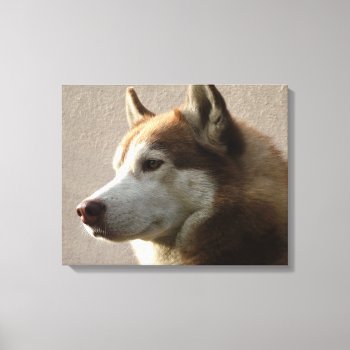 Alaskan Malamute Dog Photograph Canvas Print by ironydesignphotos at Zazzle