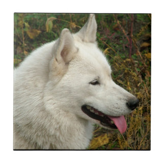 Alaskan Malamute Dog Photograph Ceramic Tile