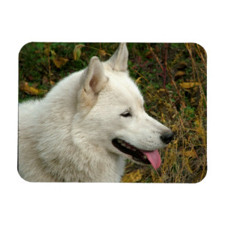Alaskan Malamute Dog Photograph Magnet