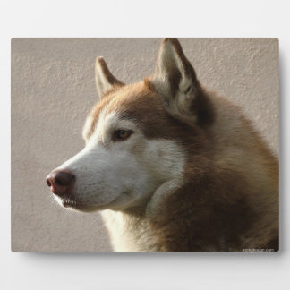 Alaskan Malamute Dog Photograph Plaque