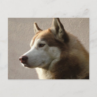 Alaskan Malamute Dog Photograph Postcard
