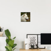Alaskan Malamute Dog Photograph Poster (Home Office)