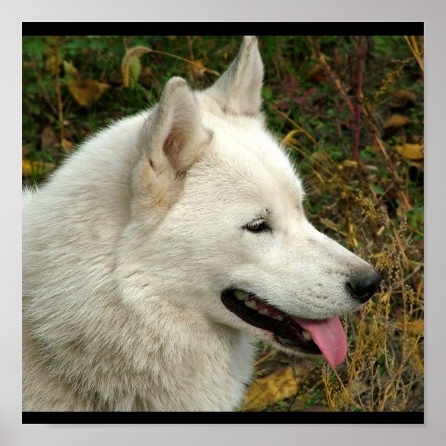 Alaskan Malamute Dog Photograph Poster (Front)