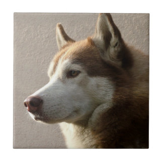 Alaskan Malamute Dog Photograph Tile
