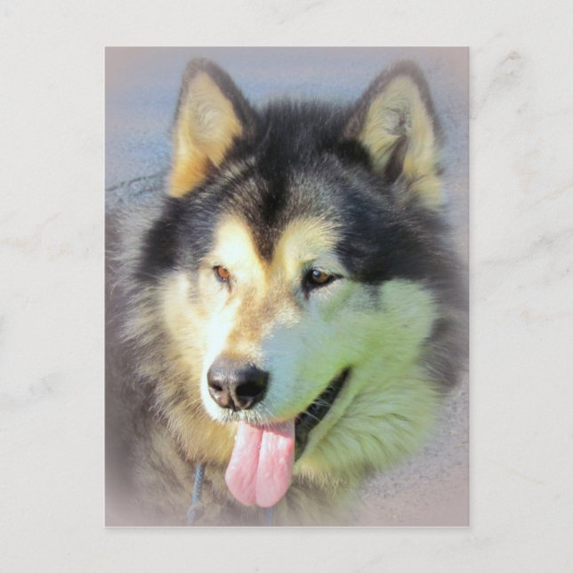 Alaskan Malamute Dog Postcard (Front)