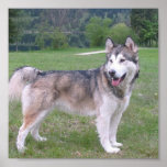 Alaskan Malamute Dog Poster