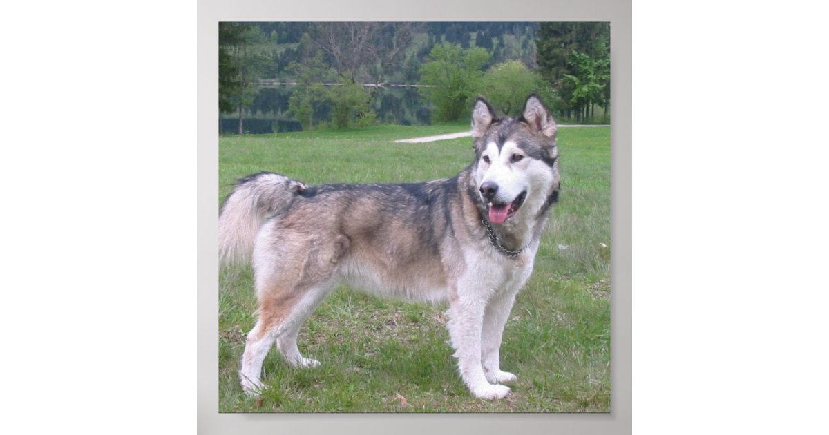 Alaskan Malamute Dog Poster | Zazzle