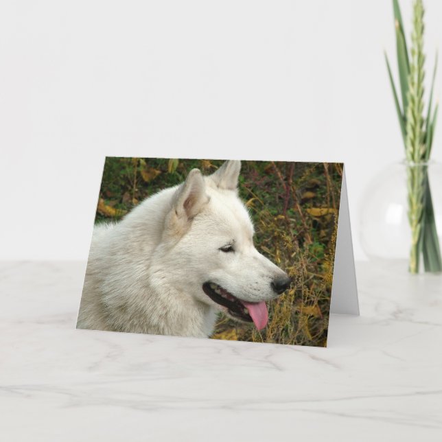 Alaskan Malamute Dogs Card (Front)