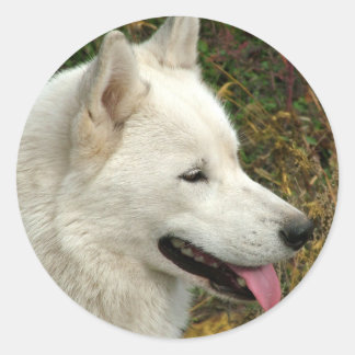 Alaskan Malamute Dogs Classic Round Sticker