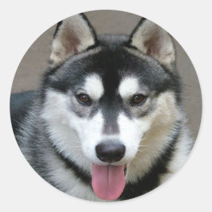 Alaskan Malamute Dogs Classic Round Sticker
