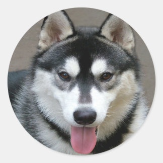 Alaskan Malamute Dogs Classic Round Sticker