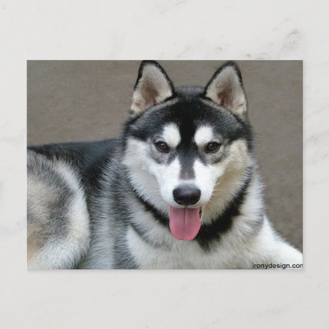 Alaskan Malamute Dogs Postcard (Front)
