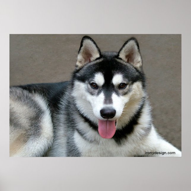 Alaskan Malamute Dogs Poster (Front)