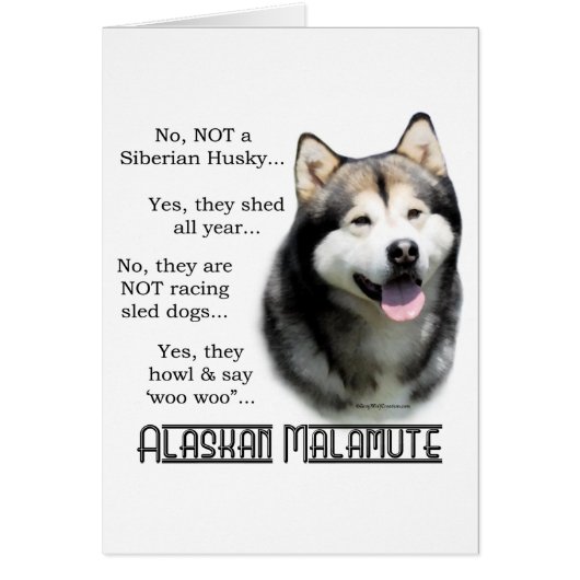 Alaskan Malamute FAQ Cards (Front)