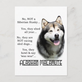 Alaskan Malamute FAQ Postcard