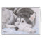 Alaskan Malamute in snow