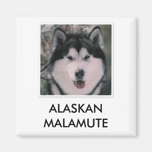 Alaskan Malamute Magnet (Front)