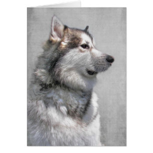 Alaskan Malamute Pet Sympathy Cards