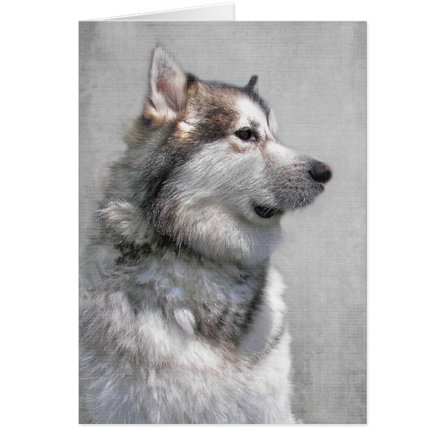 Alaskan Malamute Pet Sympathy Cards (Front)