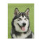 Alaskan malamute