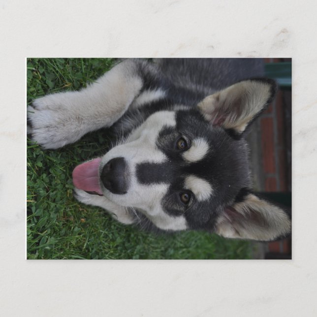 Alaskan Malamute Postcard (Front)