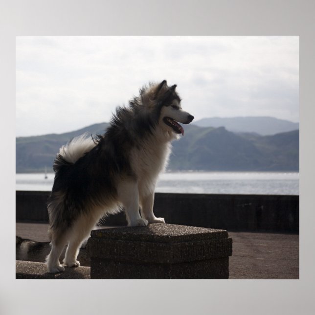 Alaskan Malamute Poster (Front)