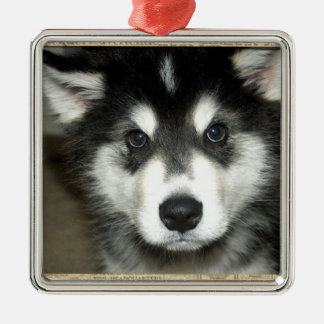 Alaskan Malamute Pup Metal Ornament