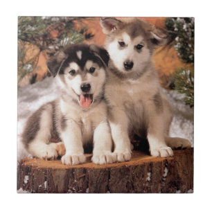 Alaskan Malamute Puppies Tile
