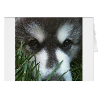 Alaskan Malamute Puppy Cards