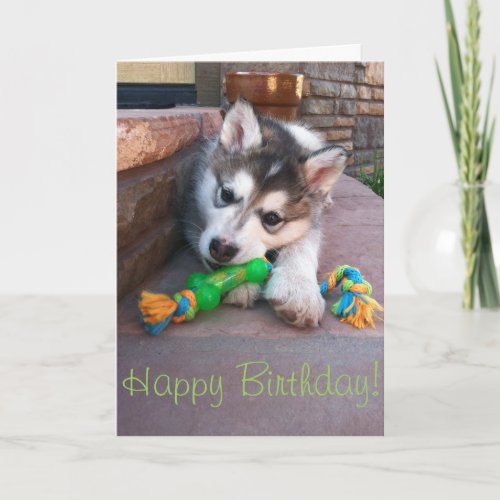 Alaskan Malamute Puppy Chewing Rope Toy Photograph Card