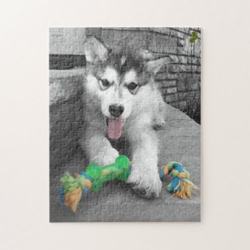 Alaskan Malamute Puppy Color Splash Photograph Jigsaw Puzzle